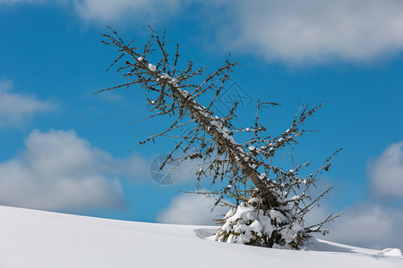 画面枯萎的寒风树冬天阳光明媚的雪流山坡蓝色天空背景的山坡背景图片