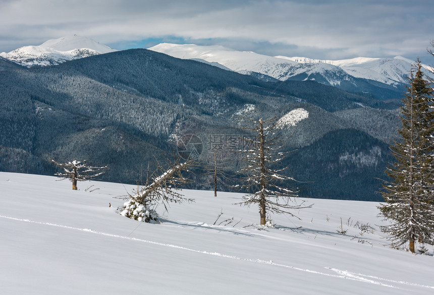 照片来自Skupova山坡的冬风景和一些枯的断风树乌克兰望向喀尔巴阡山脉的Chornohora山脊图片