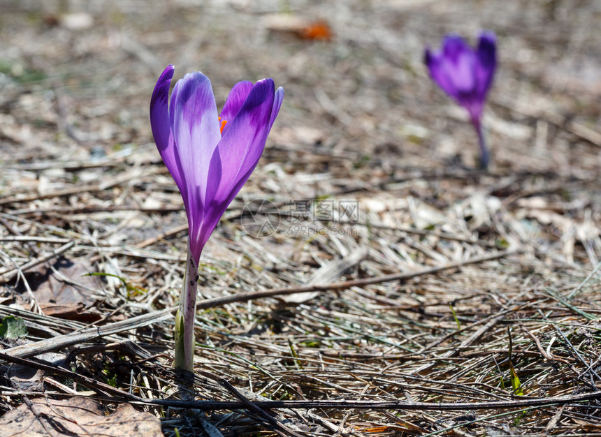 最早的紫罗兰花朵出现在喀尔巴阡山高原图片