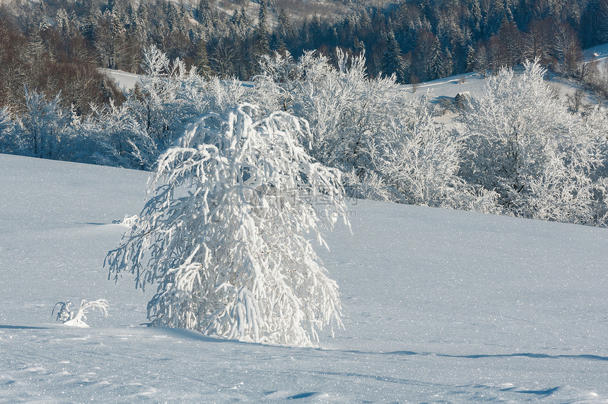 清晨冬季平静的山地景观坡上有美丽的霜冻树木和雪地滑乌克兰喀尔巴阡山图片