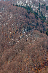 喀尔巴阡山林背景图片