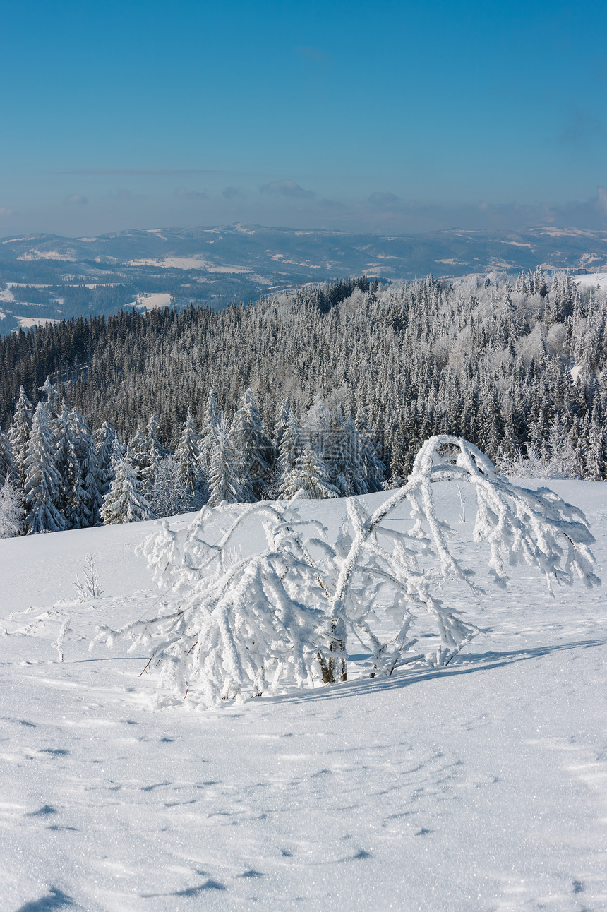 冬季平静的山地景观坡上有美丽的霜冻树木和滑雪乌克兰喀尔巴阡山图片