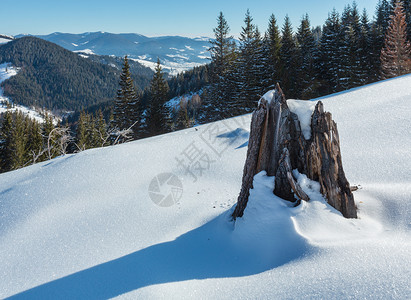 什农坡登冬晨山丘雪覆盖一些枯的断风树和桩乌克兰喀尔巴阡山宁静的Dzembronya村农郊区背景