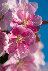 日本樱桃花朵蓝天空背景的花朵美丽春天柔软焦点概念背景图片