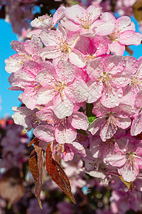 日本樱桃花朵以自然为背景美丽的春天微妙和温柔的概念背景背景图片