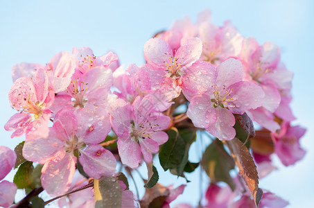 日本樱桃花朵以自然背景为美丽的春天柔软焦点概念背景图片