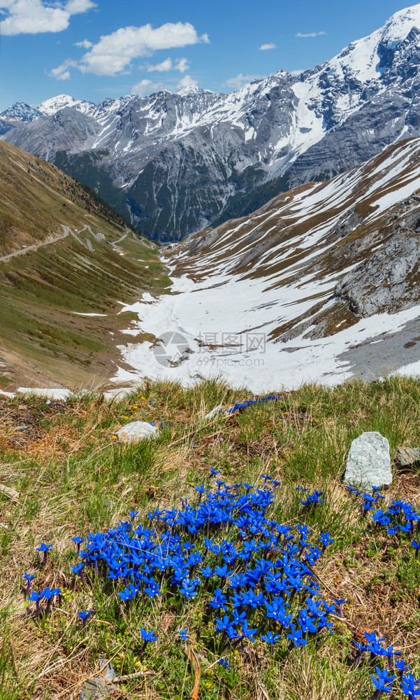 前面和夏季的蓝色花朵StelvioPass山边和蛇纹路雪意大利图片