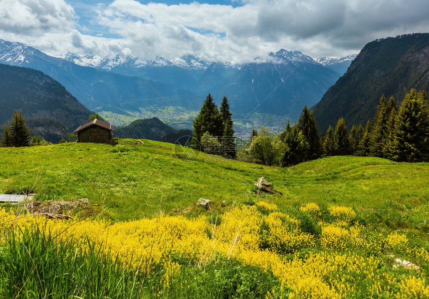 瑞士草原坡上有黄野花的夏季阿尔卑斯山脉地貌图片