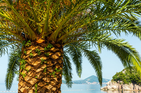 沿海岸背景棕榈树顶关闭黑山布德瓦高清图片