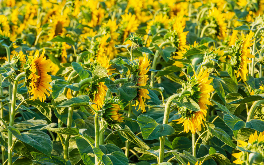 夏季黄色花朵开向日葵植物Helianthusannuus田地图片