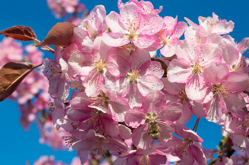 日本樱桃花朵蓝天空背景的花朵图片
