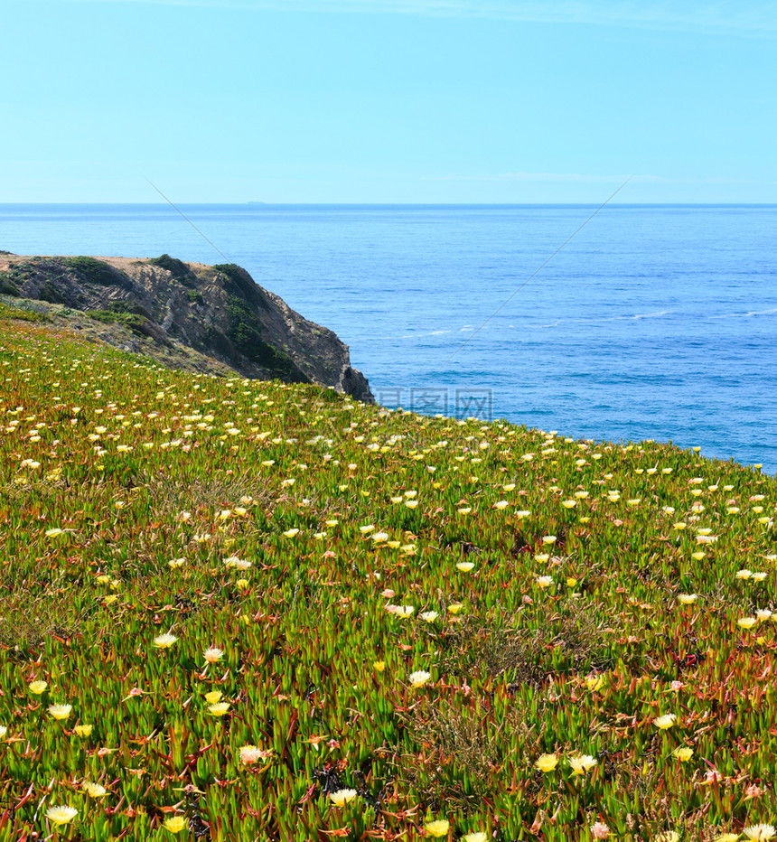 夏季开花的大西洋海岸风景葡萄牙阿尔杰苏加韦利夫纳角图片