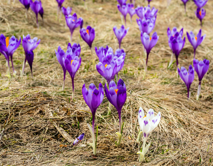 在喀尔巴阡山高原谷乌克兰欧洲的春天紫色的花朵crocushuffelelianus高山花朵Crocusvernus在喀尔巴阡山高图片