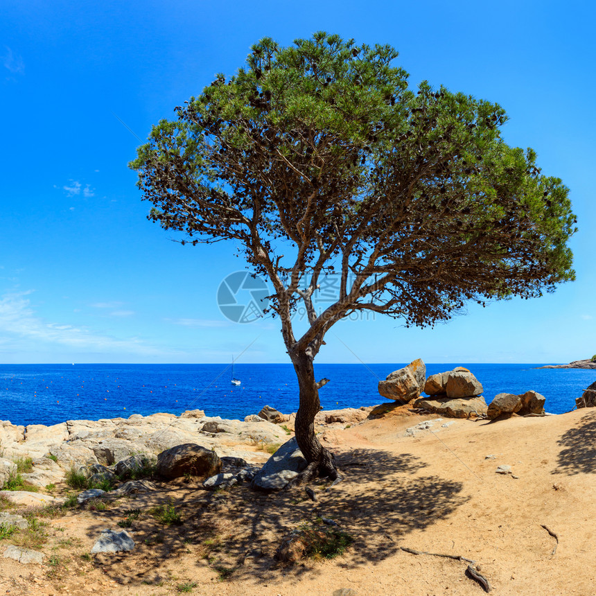 地中海岸岩石夏季风景有松树大石头和人行道靠近Tamariu湾CostaBrava加泰罗尼亚西班牙加泰罗尼亚图片