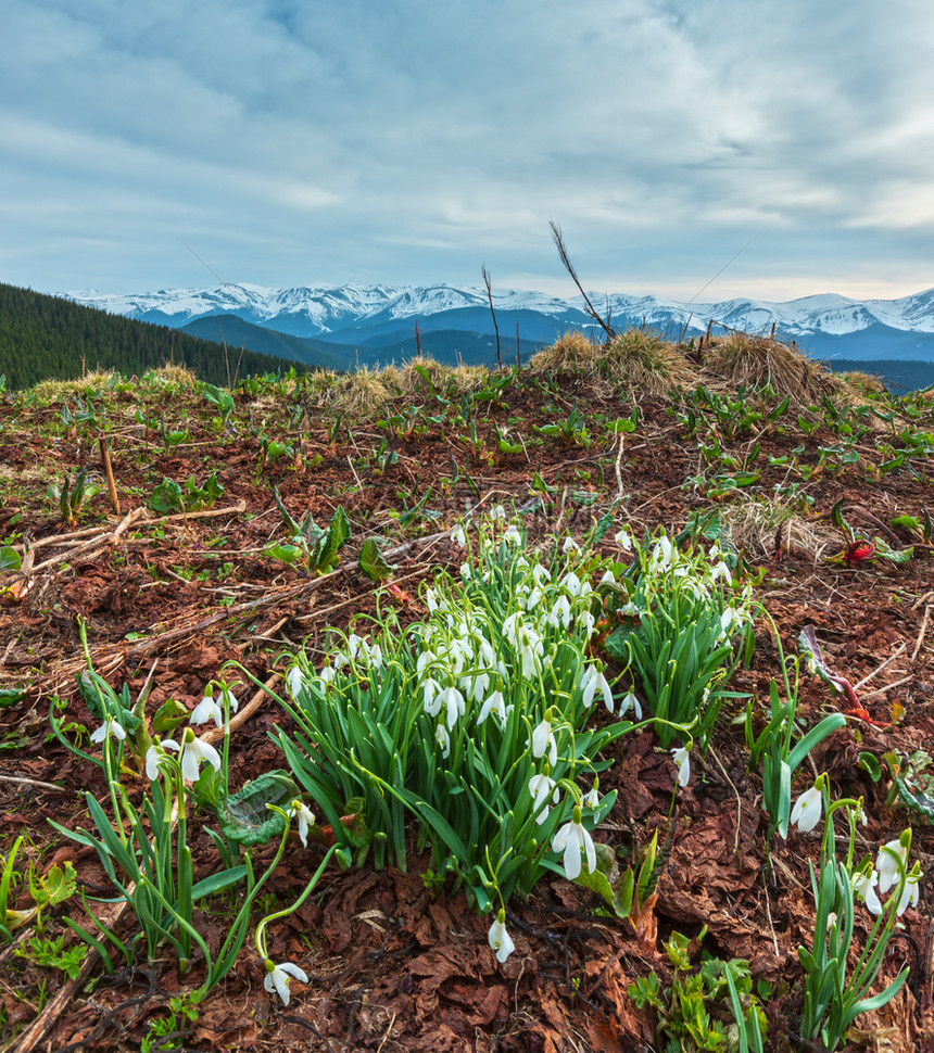 在喀尔巴阡山脉乌克兰欧洲的春天图片