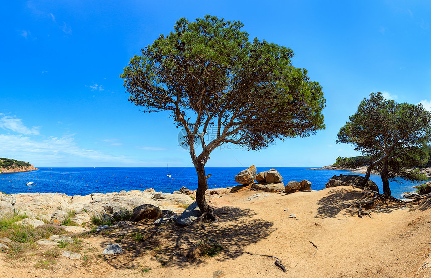 地中海岩石岸夏季全景包括松树大石头和人行道靠近Tamariu湾科斯塔布拉瓦加泰罗尼亚西班牙加泰罗尼亚图片