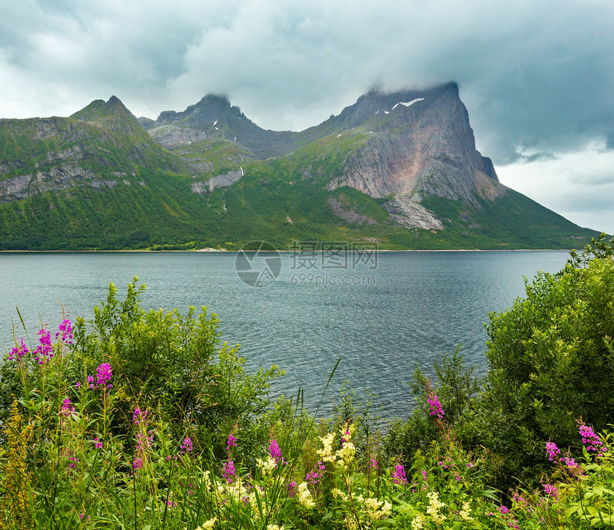 挪威前方野生花朵盛开图片