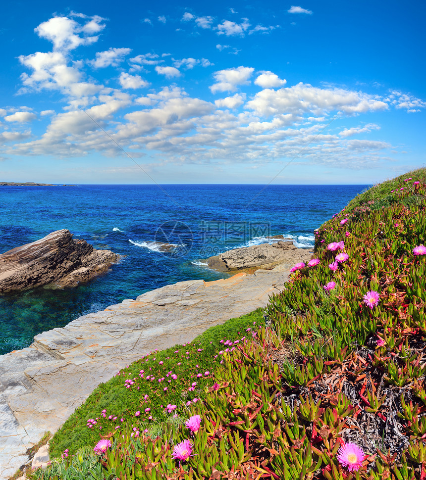夏季开花的大西洋海岸风景有粉红色花朵西班牙图片