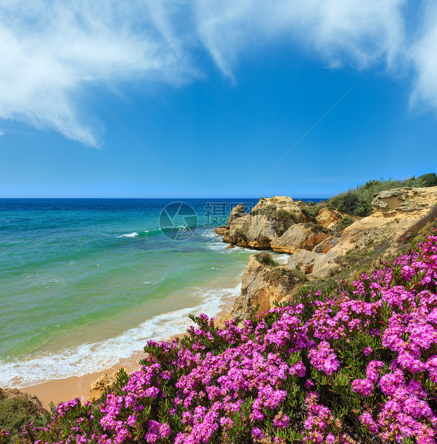 夏季开花的大西洋岩石海岸有紫花和狭窄的沙滩阿尔布费拉郊区葡萄牙阿尔加夫图片