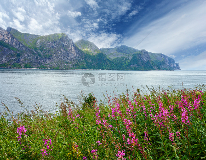 夏季Senja海岸挪威前方有观光和粉红色花朵多云的天气图片