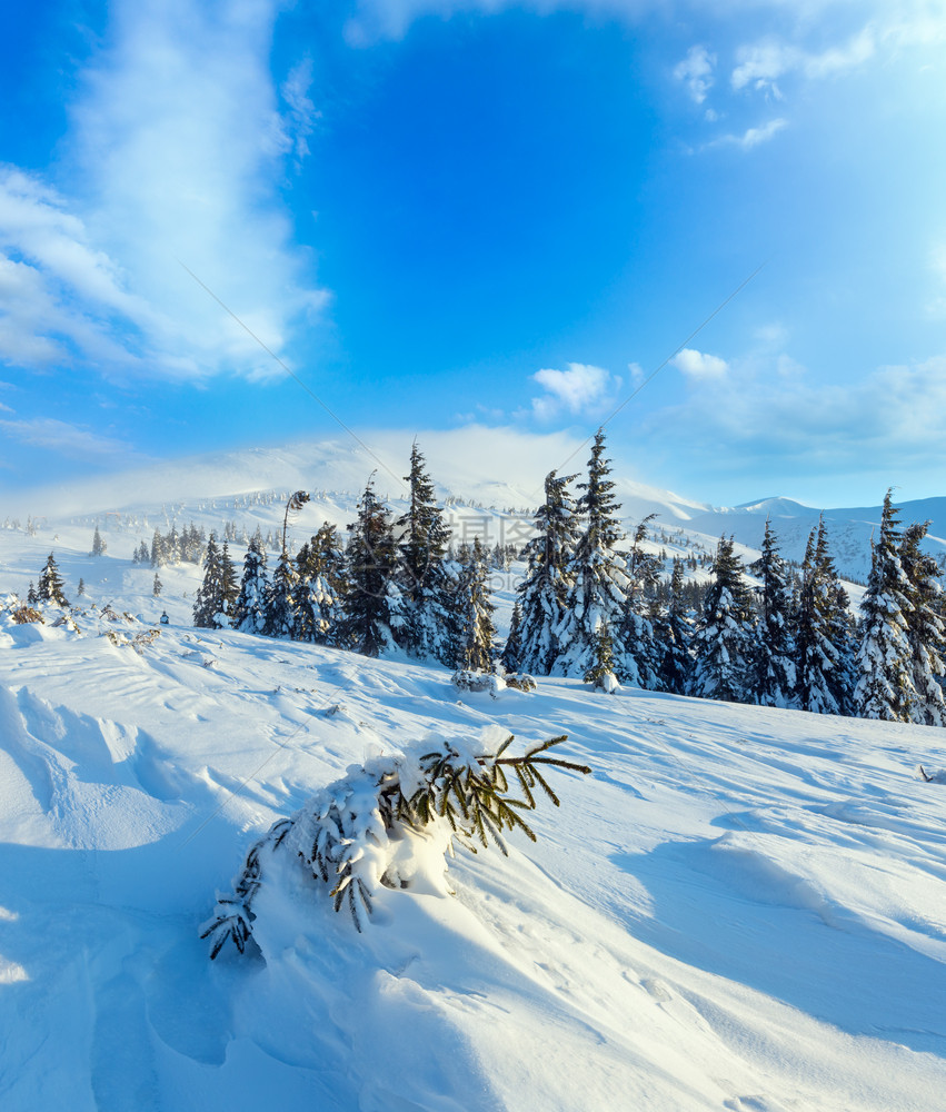 前面的斜坡上下着小风雪早上冬天山地风景与雪树喀尔巴阡山图片