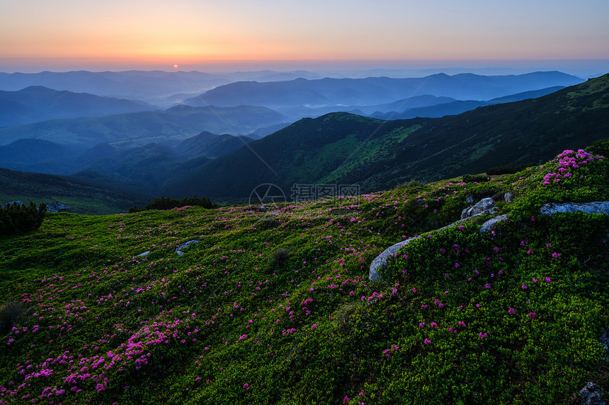 夏季山坡上的粉红玫瑰花朵喀尔巴阡克霍诺拉乌兰图片