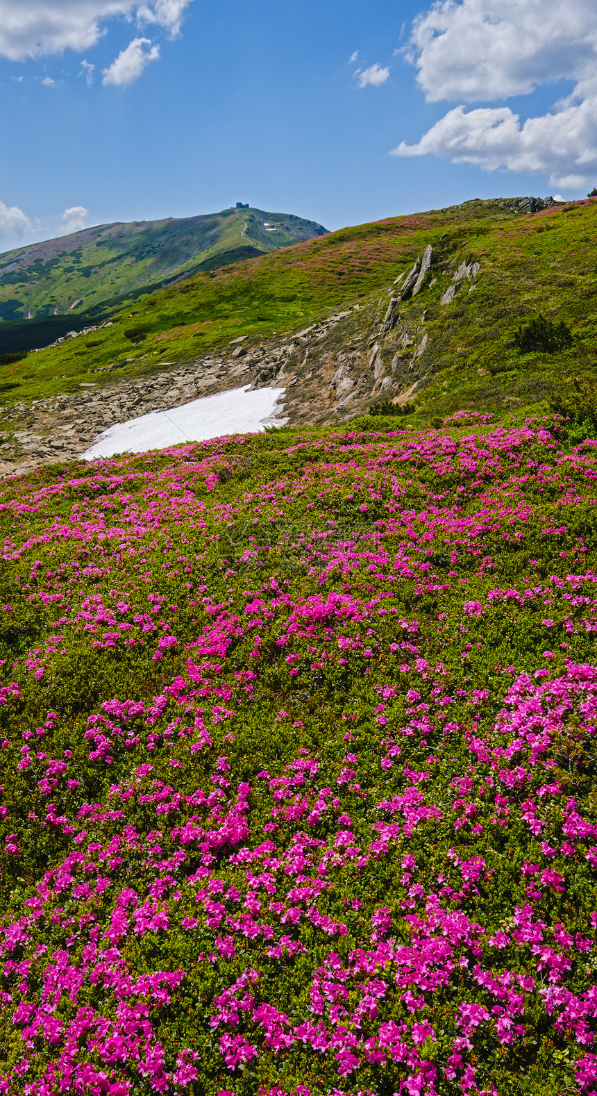 喀尔巴阡山脉闪烁的斜坡rhododendron花朵乌克兰霍诺拉夏季图片