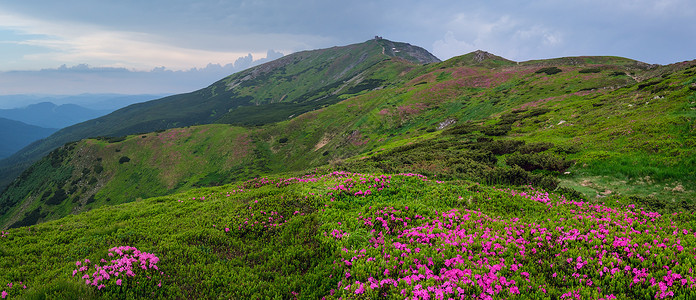 夏季山坡和皮普伊万山峰的粉红玫瑰花朵前方和后面的喀尔巴阡山科霍诺拉乌克兰喀尔巴阡山背景图片