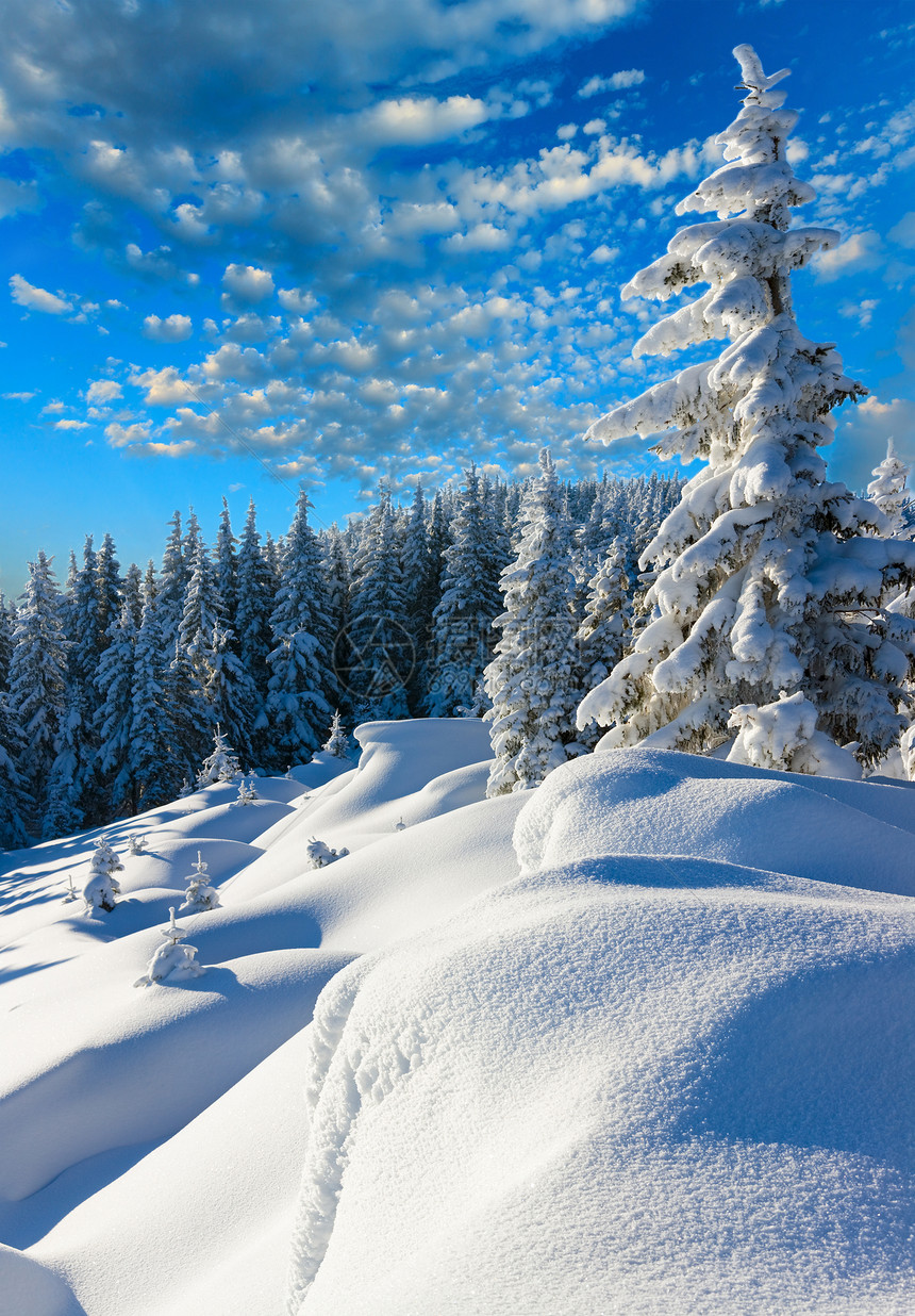 上午清晨冬季平静的山地景观坡上有美丽的fir树喀尔巴阡山乌克兰图片