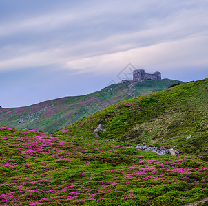 喀尔巴阡杜鹃季节旅游业高清图片