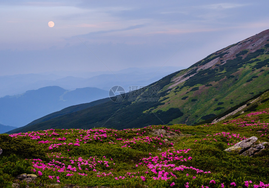 粉红玫瑰花朵在夏日山坡的傍晚还有满月的天空喀尔巴阡科霍诺拉乌克兰喀尔巴阡图片
