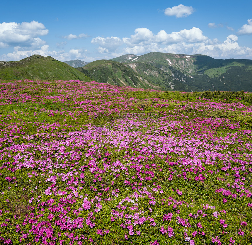 乌克兰科霍诺拉喀尔巴阡山的闪烁斜坡rhododendron花朵图片