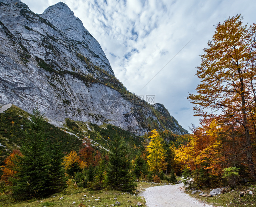 和平的秋天阿尔卑斯山林景象靠近上奥地利Gosauseen或VordererGosausee湖达克斯坦峰顶和远处的冰川图片