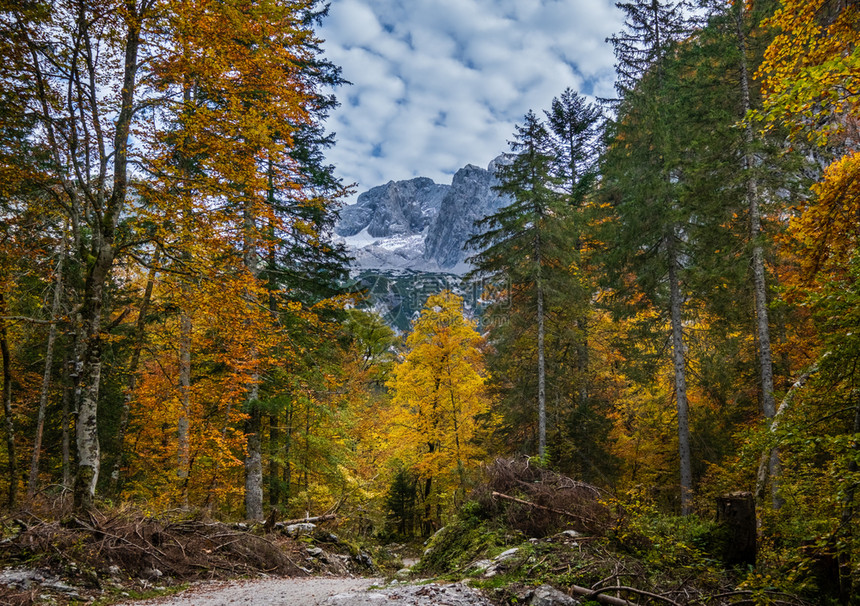 和平的秋天阿尔卑斯山林景象靠近上奥地利Gosauseen或VordererGosausee湖达克斯坦峰顶和远处的冰川图片
