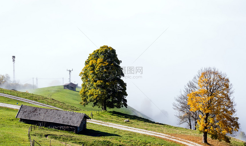 从杜夫加斯坦到帕鲁肯湖的徒步路上孤独的大树景色奥地利萨尔茨堡州图片