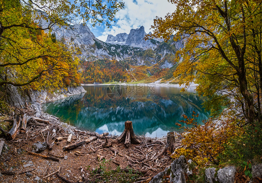 在上奥地利州HintererGosausee湖附近砍伐森林之后的树木立多彩的秋天高山湖水和反射清晰达赫斯坦峰顶和远处的冰川图片