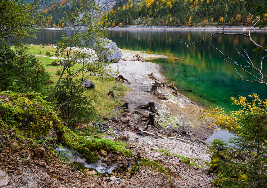上奥地利Gosauseen或VordererGosausee湖附近森林砍伐后的树桩图片