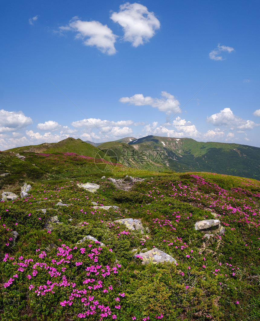 乌克兰科霍诺拉喀尔巴阡山的闪烁斜坡rhododendron花朵图片