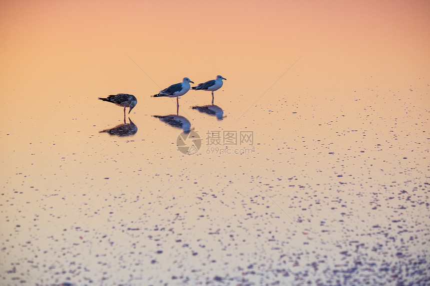 日落热尼切克粉红极咸湖由有晶状盐沉积的微藻色上海鸥鸟乌克兰图片