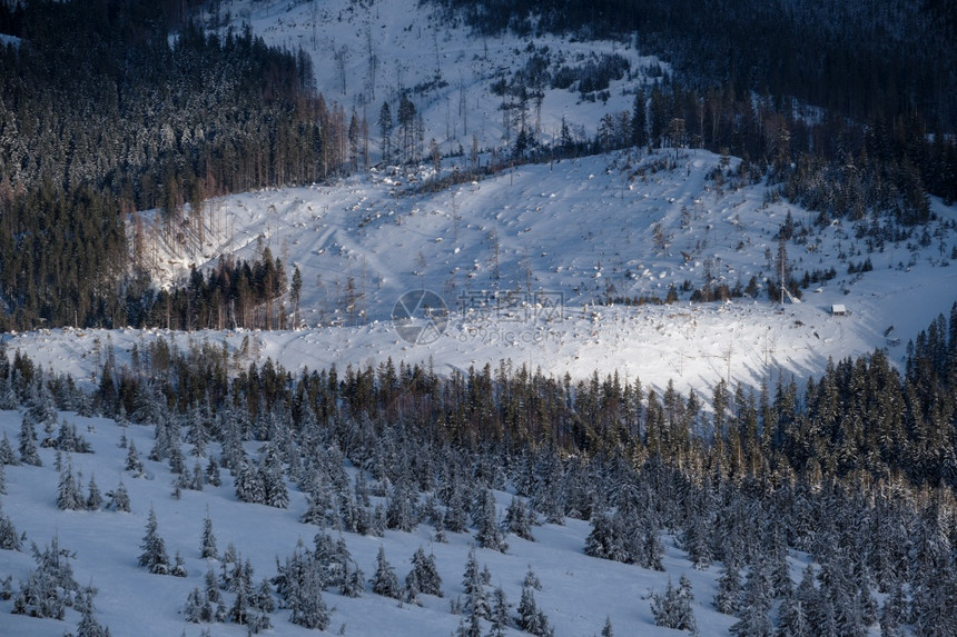 雪花覆盖了山坡上的树在昨晚日落光下图片