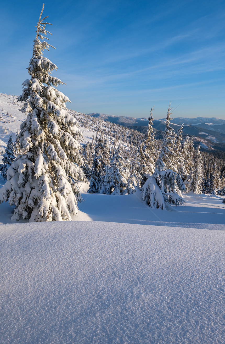 在高山度假胜地附近日出山脉滑雪漂浮在自由斜坡和fir树林图片