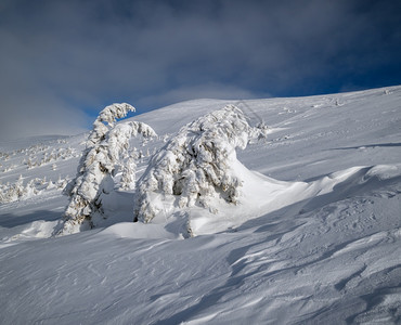 雪覆盖了山高原上的树面有远处的雪玉米在美丽的阿尔卑斯山脊上阳光灿烂图片