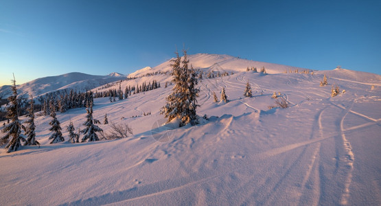 阿尔卑斯山滑雪斜坡和树林图片