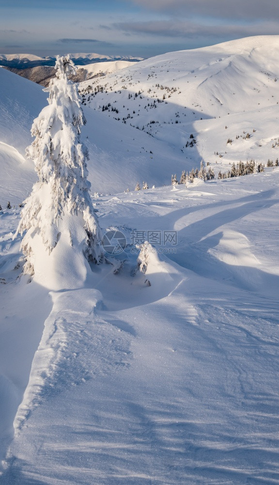 雪覆盖了山高原上的树面有远处的雪玉米在美丽的阿尔卑斯山脊上阳光灿烂图片