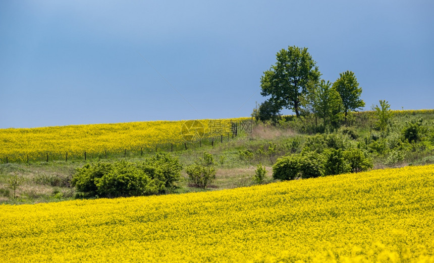 春种黄籽露天景象阳光下有云的天空自然季节良好天气候生态农业村美貌概念图片