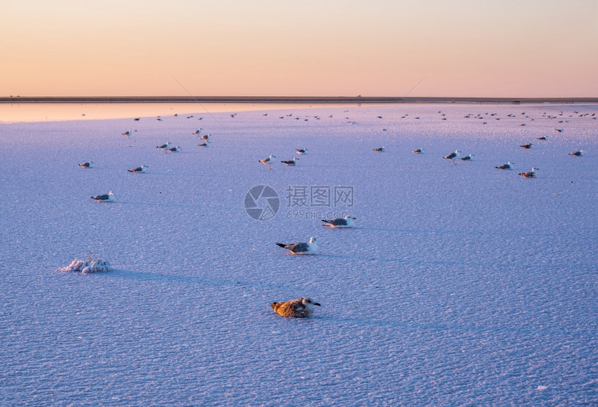 日落热尼切克粉红极咸湖由有晶状盐沉积的微藻色上海鸥鸟乌克兰图片