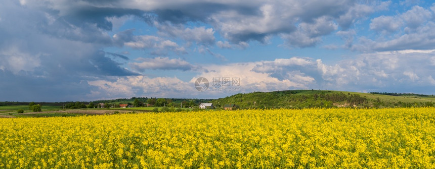 春种青菜黄花田全景蓝天空和阳光下的云层自然季节良好天气候生态农业村美观概念图片