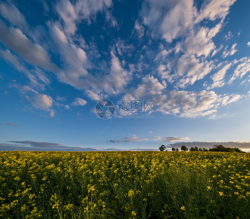 春日落黄籽露天景色蓝空夜光下有云自然季节天气好候生态农业村美观图片