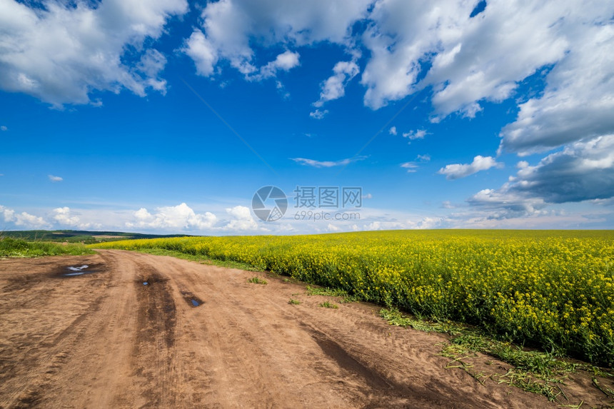 道路边盛开的油菜花图片