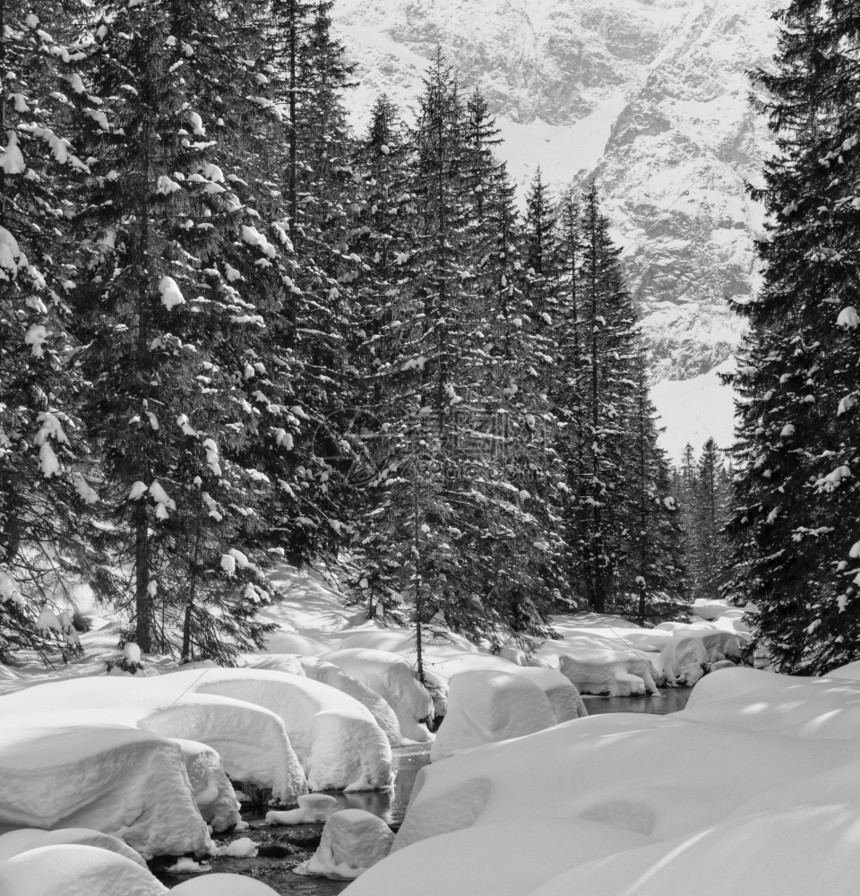 灰度小山流有雪和fir森林图片